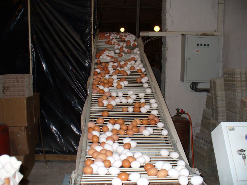 Цены на конвейеры для яиц